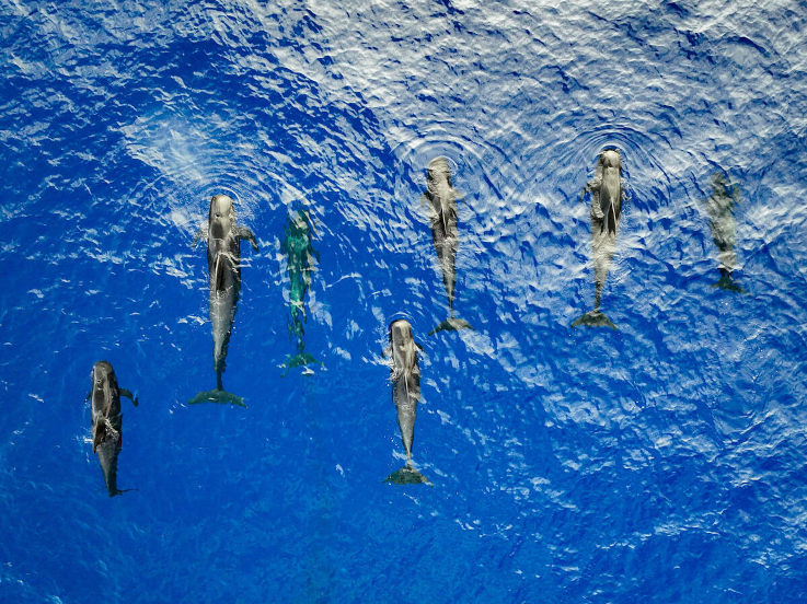 Greenpeace Uyarıyor: Deniz Yükseliyor, Portekiz KıyıIarı Risk Altında